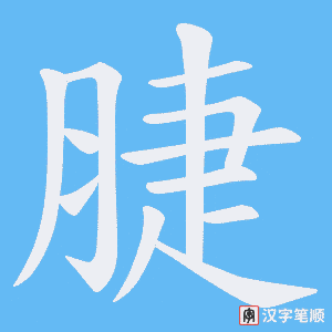 脻笔顺动图