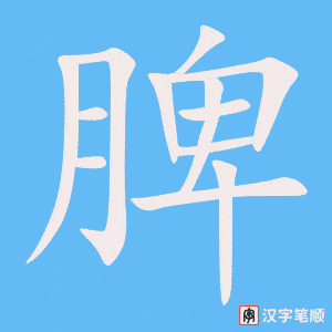 脾笔顺动图