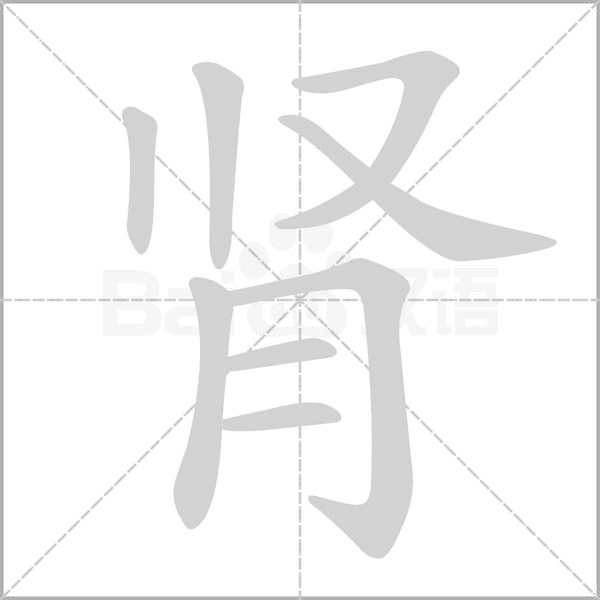 肾笔顺动图