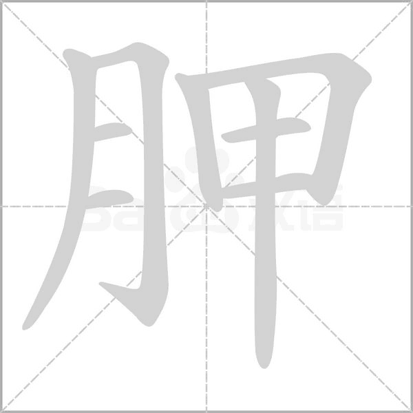 胛笔顺动图