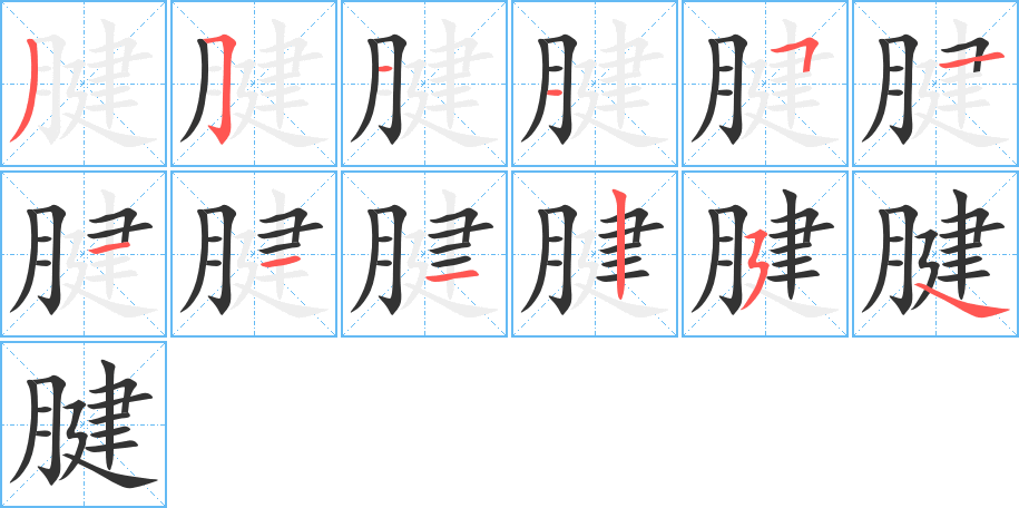 腱的笔顺