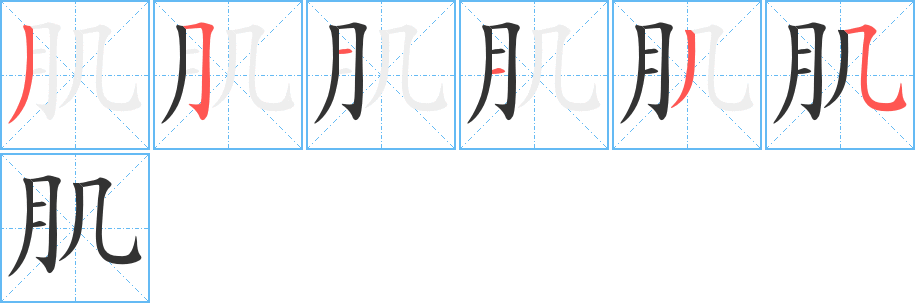 肌的笔顺