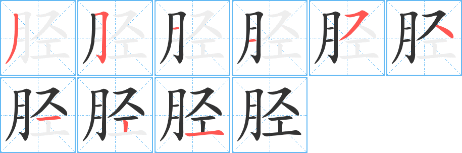 胫的笔顺