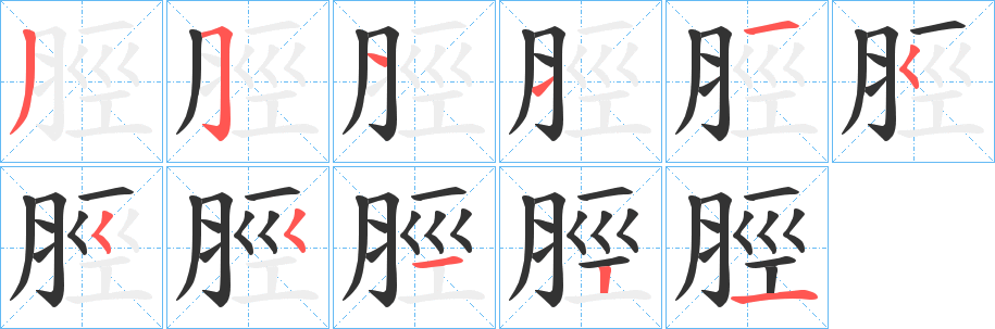 脛的笔顺