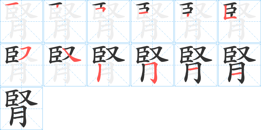 腎的笔顺