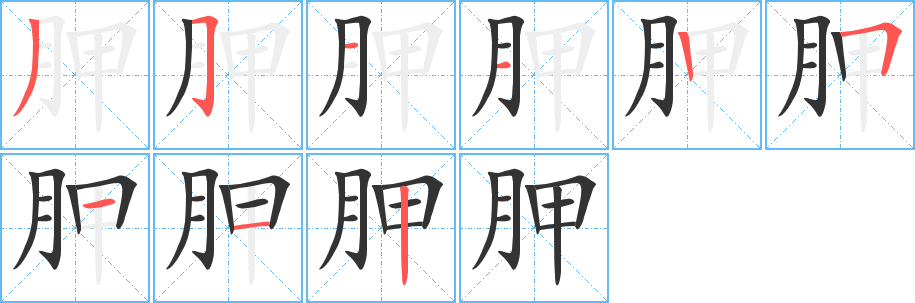 胛的笔顺